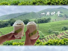 -白茶原·一片叶子