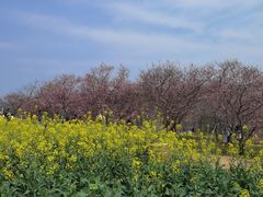 -天适樱花悠乐园
