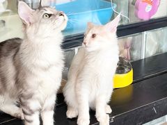 -70cat德文卷毛猫·缅因猫纯种猫舍