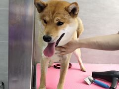 -宠福鑫康馨动物医院·骨科·眼科
