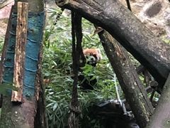 -都江堰中华大熊猫苑