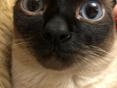 -北京观赏动物医院·24小时大型综合·猫专科·异宠专科