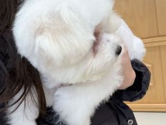 -帕帕拉兹宠物(亚洲旗舰店)