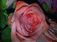 -循礼门鲜花花市(武汉循礼门店)