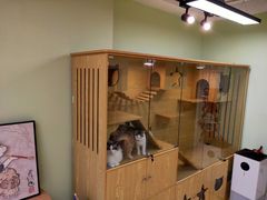 -猫十亿·布偶金渐层·曼基康矮脚猫舍(青年路店)