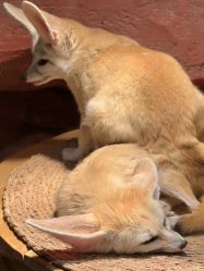 -Zoolung Zoolung动物主题公园(海信广场店)