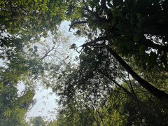 -莫里热带雨林景区