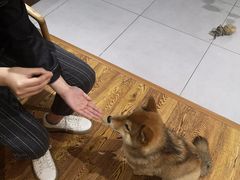 -柴务处·柴犬主题狗咖