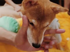 -逗柴咖啡屋·狗咖猫咖宠物桌游