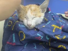 -瑞派动物医院·猫专科·至诚(江南中分院)