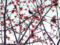 -金鸡山公园