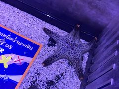 -暹罗海洋世界