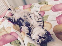 -北京赛佳动物医院