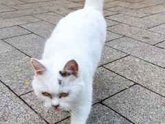-俄罗斯风情街