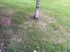 -四川大学(华西校区)