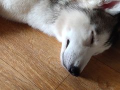 -Husky Go! 哈士奇体验馆·宠物咖啡厅狗咖