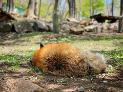 -宫城藏王狐狸村