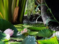 -国家植物园南园