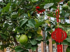 -三圣花乡旅游区