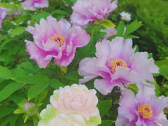 -洛阳市隋唐城遗址植物园