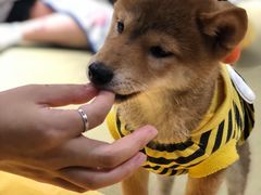 -逗柴咖啡屋·狗咖猫咖宠物桌游