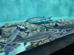 -太平洋海底世界