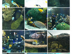 -瑞普利水族馆