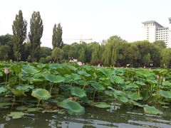 -紫竹院公园冰场