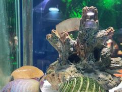 -太平洋海底世界