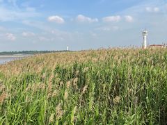 -上海吴淞炮台湾国家湿地公园