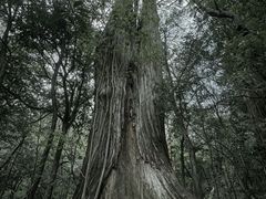 -天目山大树王景区