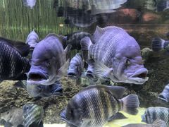 -上海海洋水族馆