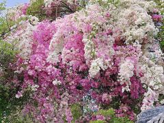 -深圳国际园林花卉博览园