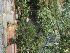 -谷咖啡·鲜花绿植花园餐厅
