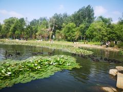 -长春市南湖公园