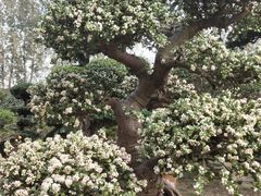 -三圣花乡旅游区