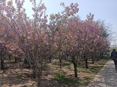 -长白岛森林公园