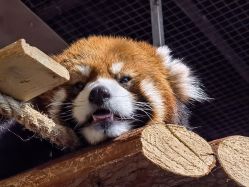 -Zoolung Zoolung动物主题公园(海信广场店)