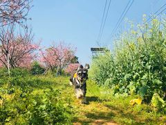 -天适樱花悠乐园