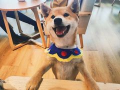 -柴犬小屋·柴餐厅·狗咖食堂(金鼎广场店)