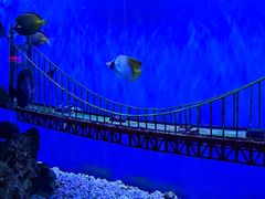 -太平洋海底世界