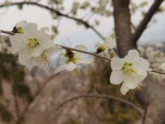 -北京西山国家森林公园