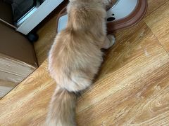 -欣宠猫屋·矮脚拿破仑·蓝金金渐层