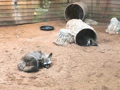 -清迈夜间动物园