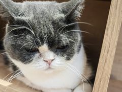 -是阿柴呀！柴犬咖啡·爱喵喵猫咖