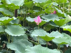 -老牌坊鲁菜名店(宽厚里店)