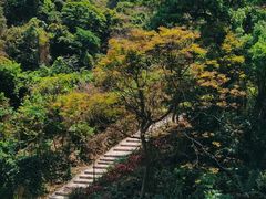 -阳台山森林公园