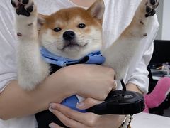 -翊宠yipet猫狗购宠庄园犬舍•猫舍