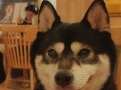 -柴の食堂·日式家庭料理·熊之肆(大学路店)