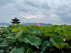 -娃哈哈·奶茶(武林店)